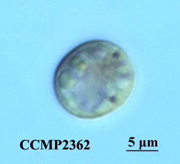 CCMP2362 | NCMA at Bigelow Laboratory